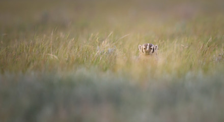 Badger in the wild