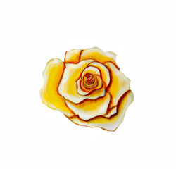 Beautiful yellow rose from the set