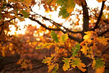 Abstract image of yellow autumn leaves on tree branch with sunlights