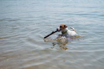 The dog swims with a stick in its mouth. Jack Russell Terrer executes the apport command.