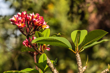 Sri Lanka, temples and landscape around Sigiria and the Liobs Rock