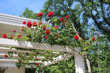 Rose garden at Öland, Sweden