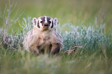 Badger in the wild
