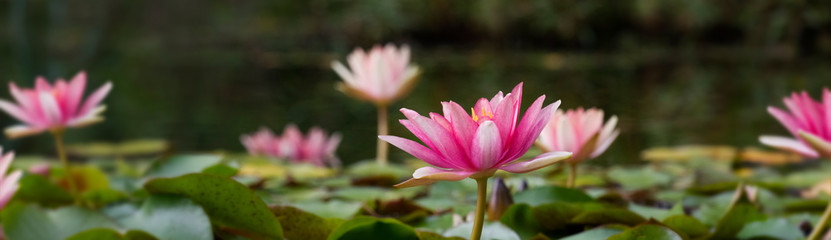 Seerosenpanorama © C. Schüßler