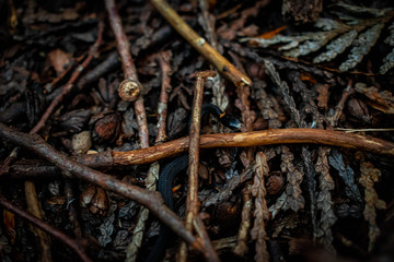 tiny snake hiding beneath forest bed