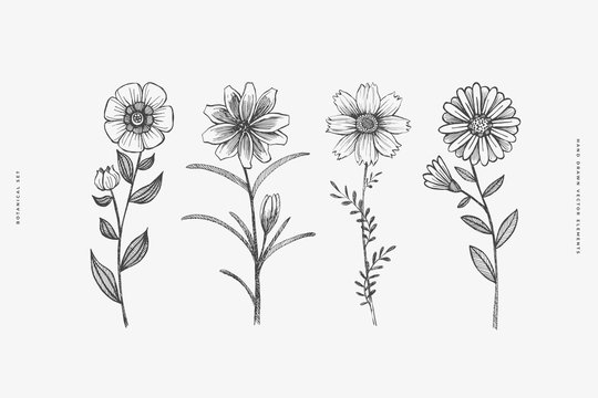 Set of hand-drawn garden flowers. Buds on stems of ornamental plants vector illustration. Botanical retro image for a floral background. Design element for postcard, poster, cover, invitation.