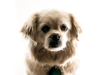 Portraits of pet dogs on white studio background