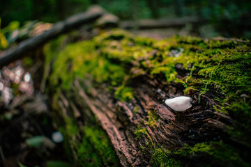 white seashell shaped mushroom growing on log