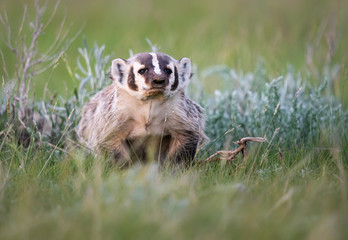 Badger in the wild