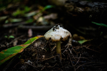 mushroom growing from forest bed