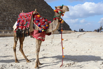 camel in the desert