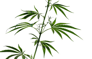 Brightly lit cannabis plant isolated on a white background.