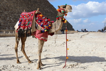 camel in the desert