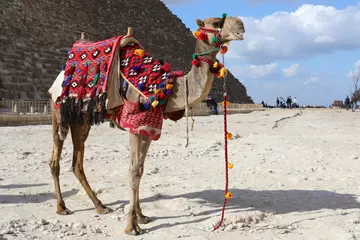 Rolgordijnen camel in the desert © Liudmyla Leshchynets