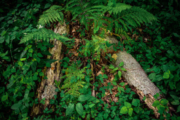 Obraz premium longs and greens