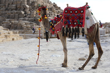 camel in the street