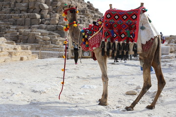 a camel in the desert of egypt