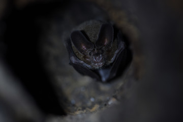 Pygmy round-eared bat in thermit nest