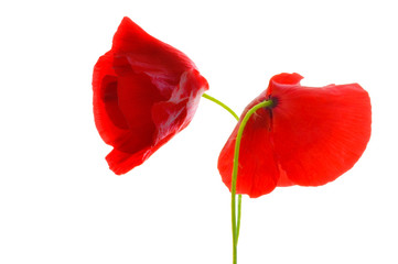 Red poppies on white isolated background