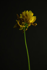 Yellow Flower