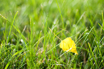 Small bright yellow birch leaf on the ground, on green grass background. Тhe beginning of autumn....