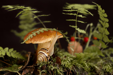 Cute snail with striped shell crawls around big boletus mushroom growing through moss and fallen leaves in the forest
