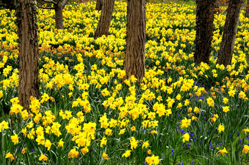 Colorful field of yellow spring-flowering daffodils growing under canopy of trees on Cape Cod, Massachusetts.