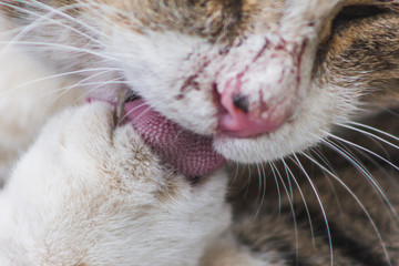 cat washes rough tongue macro  grooming  pet neatness hunter paw