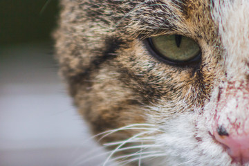 pensive cat macro portrait  calm thoughtful  muzzle face  eyes animal