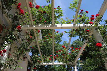 Obraz premium White trellis with red roses, Sweden