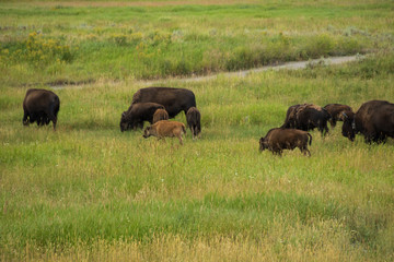 Fototapeta na wymiar Bison herd in Yellowstone National Park
