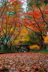 秋の紅葉の一本道