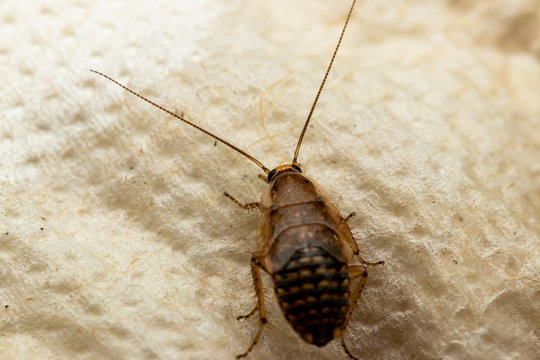 Nymphe einer Bernstein-Waldschabe, Ectobius vittiventris
