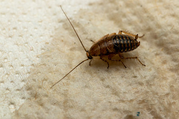 Nymphe einer Bernstein-Waldschabe, Ectobius vittiventris
