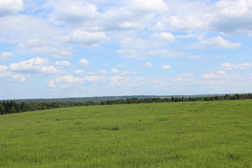Fototapeta na wymiar Green field, forest on the horizon. Green nature landscape background