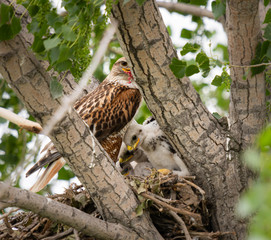 Red tailed hawk nest