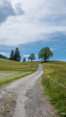 Fototapeta na wymiar Weg durch Blumenwiese mit einzelnen Bäumen und blauen Himmel mit weißen Wolken, Landschaftsaufnahme im Hochformat
