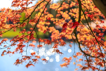 美しい秋の紅葉のキラキラした玉ボケ