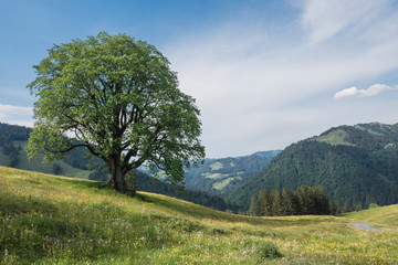 Fototapeta na wymiar Weg durch Blumenwiese mit einzelnen Bäumen und blauen Himmel mit weißen Wolken, Landschaftsaufnahme im Hochformat