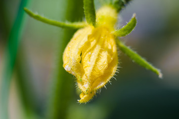 Macro photo of flowering cucumber. Yellow flower of a cucumber close up.
