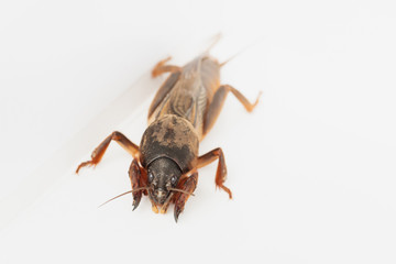 European mole cricket on white background. Natural