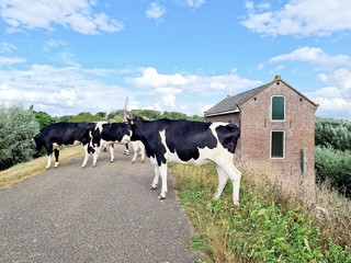 Cows walking on the dike.