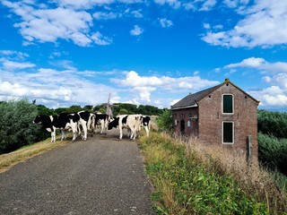 Cows walking on the dike.