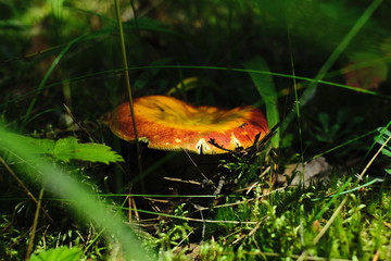 Mushrooms in a mixed forest