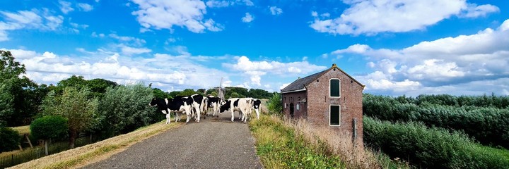 Cows walking on the dike.