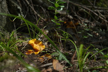 Mushrooms in a mixed forest