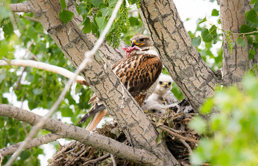 Red tailed hawk nest