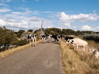 Cows walking on the dike.