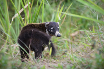 White-nosed coati is walking in green meadow