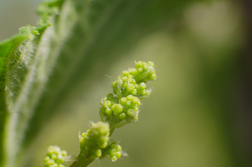 Young shoot of grapes close up. Macro photo of a vine.